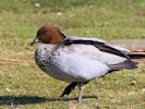 Australian Wood Duck (WWT Slimbridge April 2013) - pic by Nigel Key